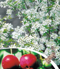 Amelanchier lamarckii 'ballerina'