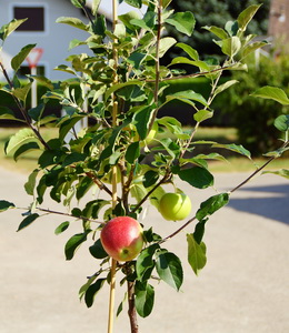 Der Familienapfelbaum