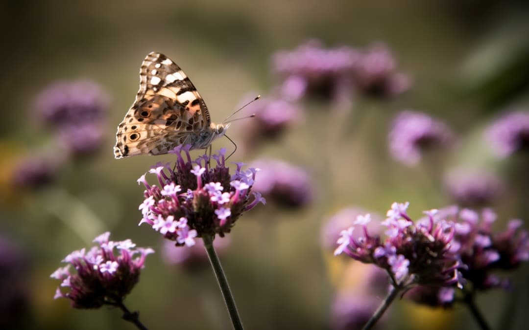 Bienen, Hummeln, Schmetterlinge