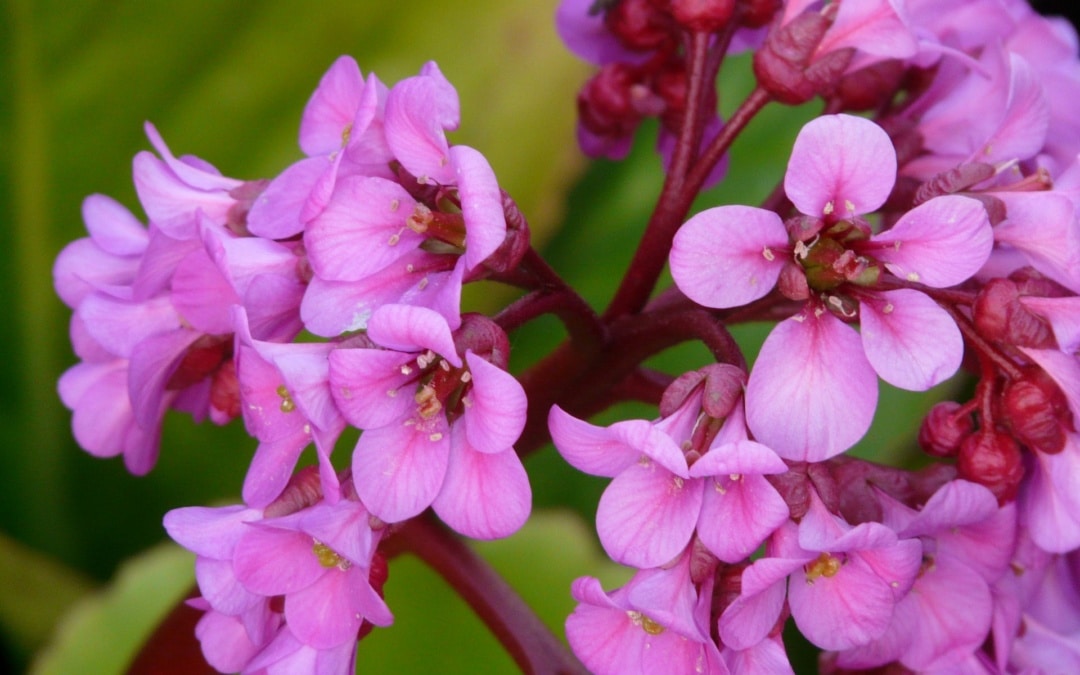 Bergenia – Staude des Jahres