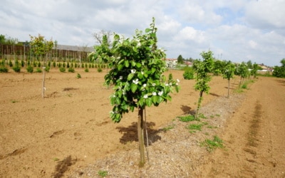 BaumschulgärtnerIn