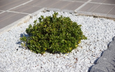 Ilex statt Buchsbaum