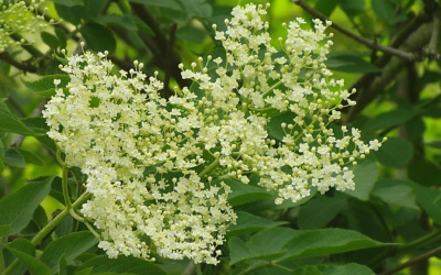 Holunder (Sambucus)