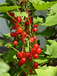 Gartentipps für Juli - Beeren aus dem eigenen Garten