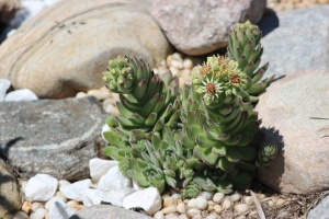 Gartentipps für Juli - Steingarten