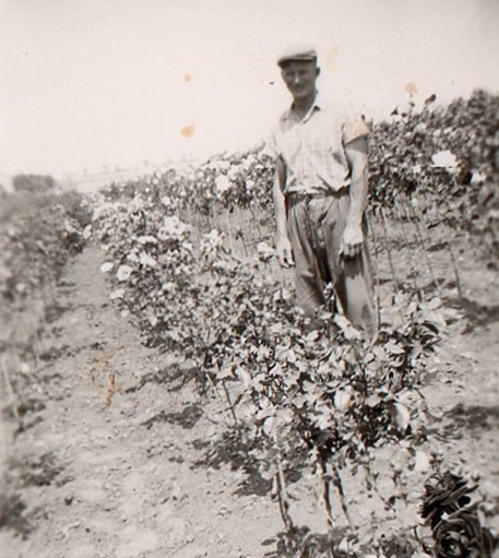 Spezialisierung auf Hochstammrosen und Obstbäume