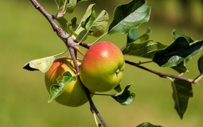 Gartentipps für August