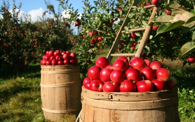 Gartentipps für September