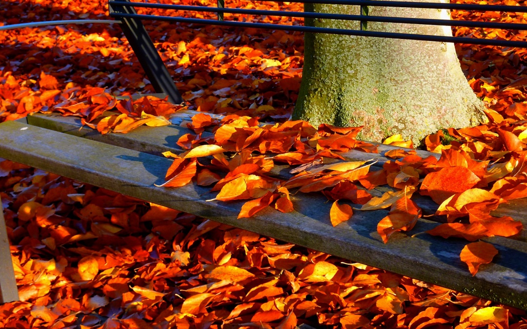 Gartentipps für Oktober