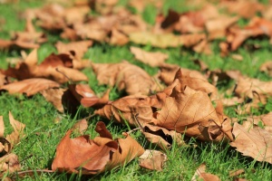 Gartentipps im Oktober, Laub rechen 