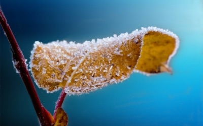 Gartentipps für November