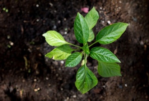 Gartentipps für Jänner: Paprika vorziehen