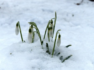 Schneeglöckchen