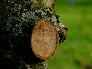 Gartentipps für Februar