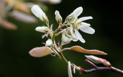 Gartentipps für April