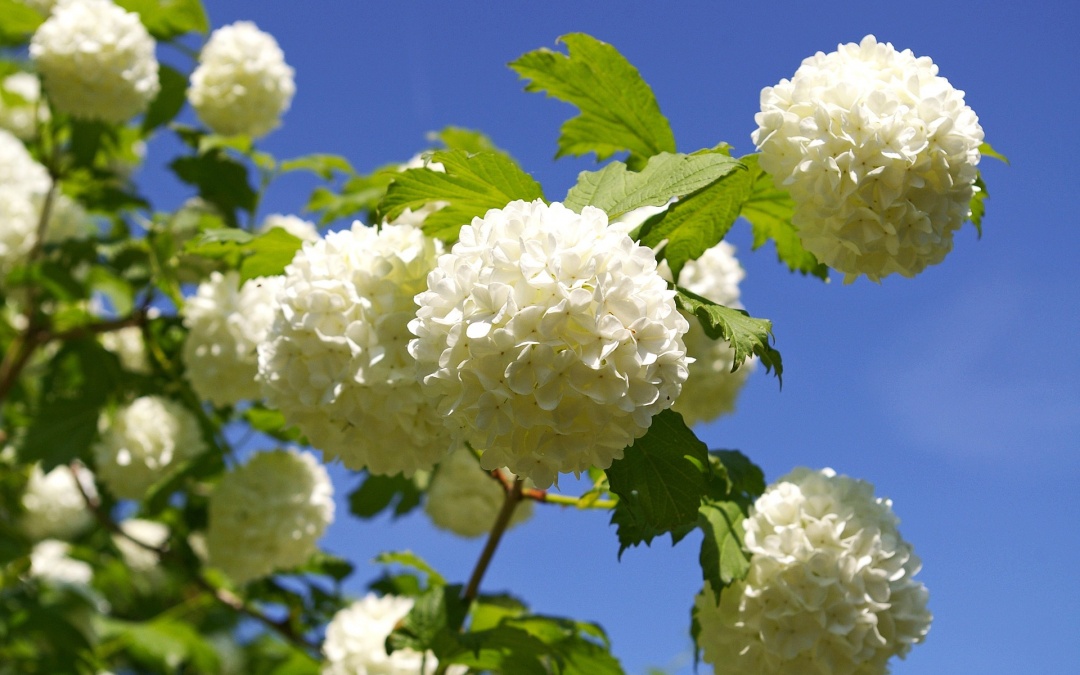 Schneeball - Gartenpflanze des Jahres 2018