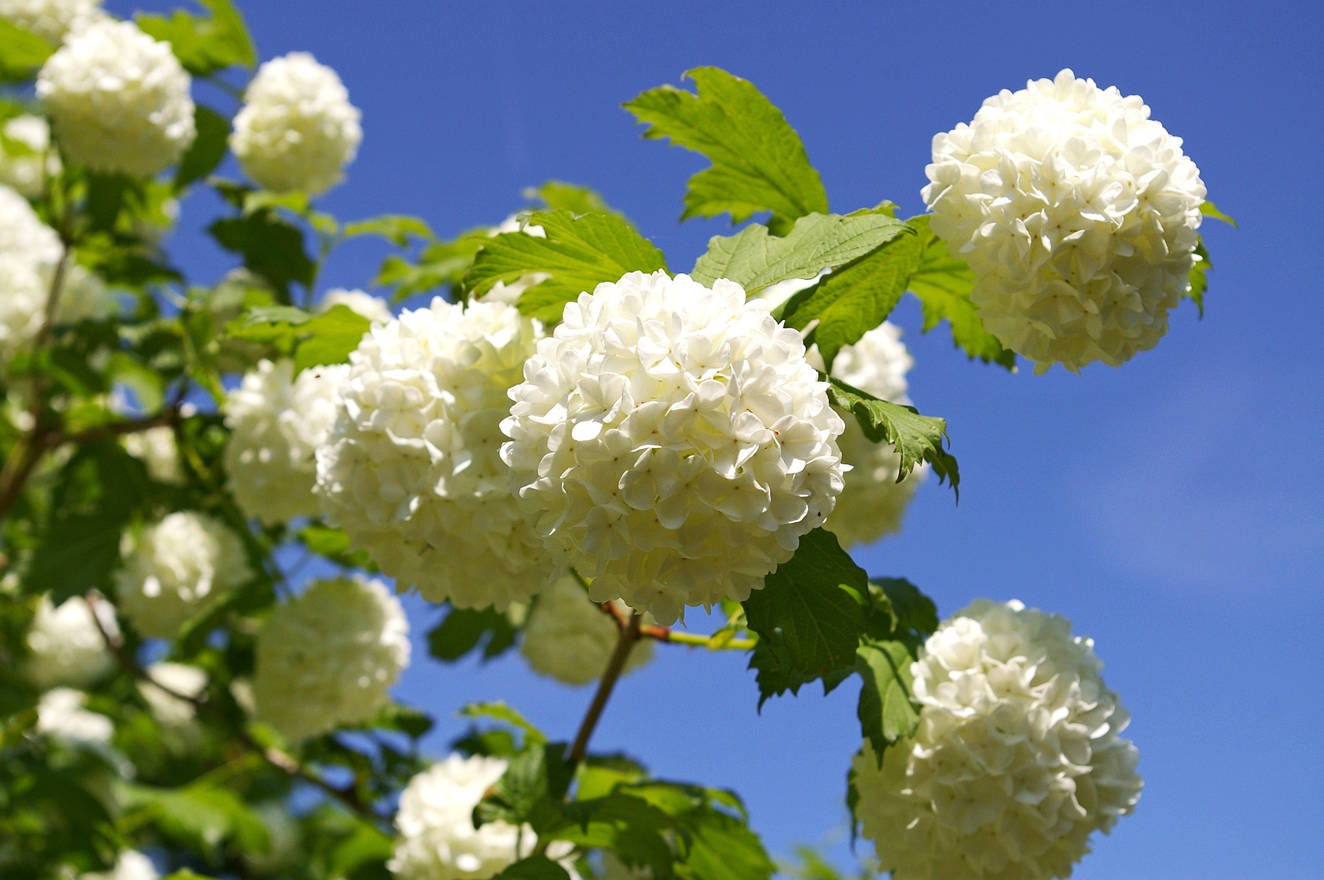 Der Schneeball Gartenpflanze des Jahres 2018 Baumschule Hemmelmeyer