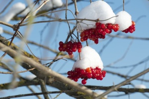 Schneeball - Gartenpflanze des Jahres 2018