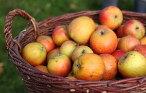 Äpfel richtig ernten und lagern