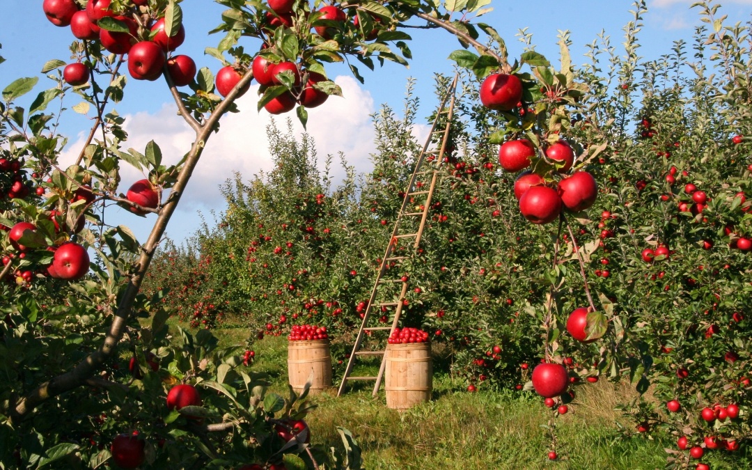 Der Apfel - unser Lieblingsobst