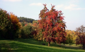 Obstbaumtag