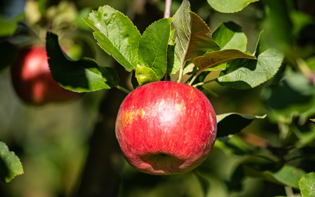 Obstbaumtag 2019