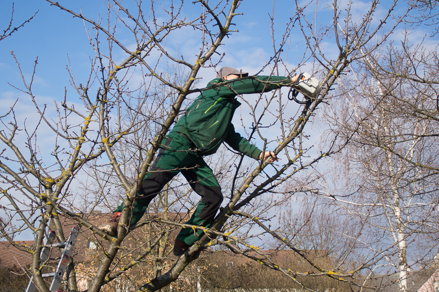 Obstbaumschnitt - eine Verjüngungskur für Ihre Bäume