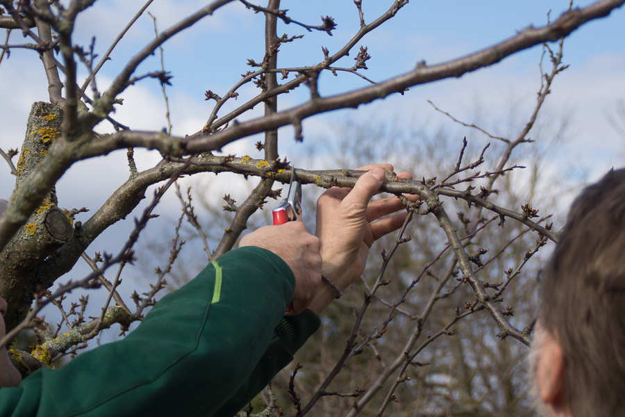 Obstbaumschnitt - eine Verjüngungskur für Ihre Bäume