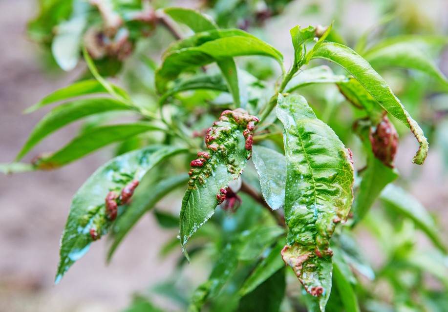 Kraeuselkrankheit Baumschule Hemmelmeyer