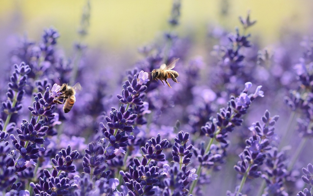 Lavendel – Arzneipflanze des Jahres 2020