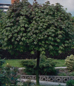 Acer Plat. Globosum – Kugelahorn