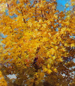 Acer Platanoides – Spitzahorn