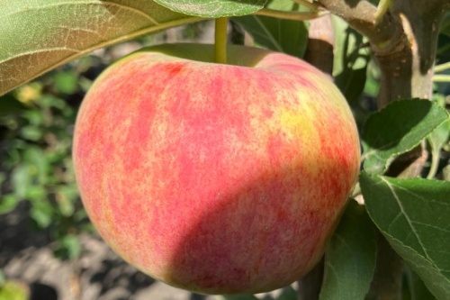 Discovery – Sommerapfel