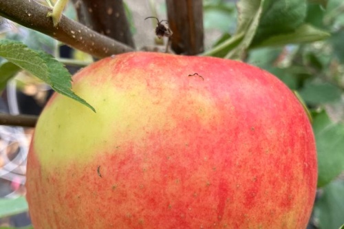 Elstar – Herbstapfel