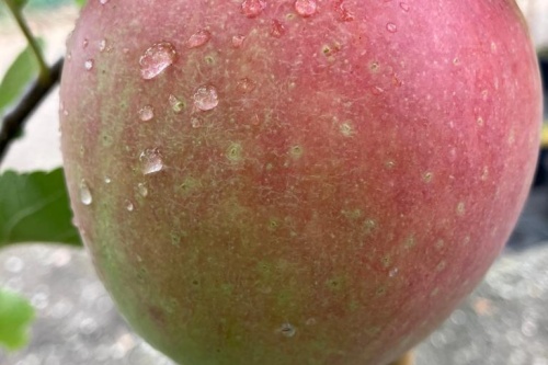 Gloster – Winterapfel