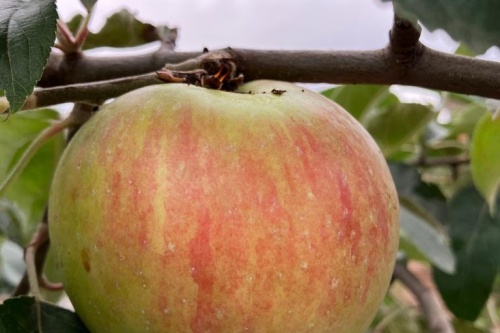 Gravensteiner – Herbstapfel