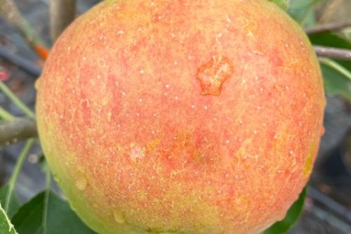 Jonagold – Winterapfel
