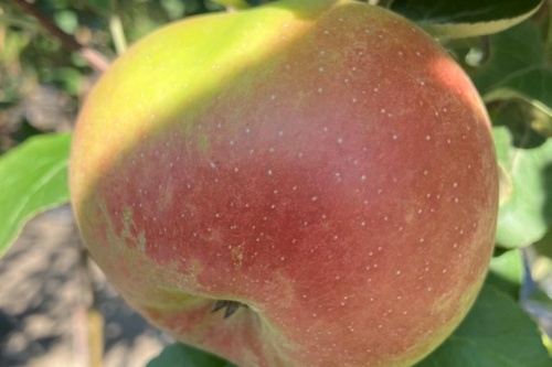 Kronprinz Rudolf – Winterapfel