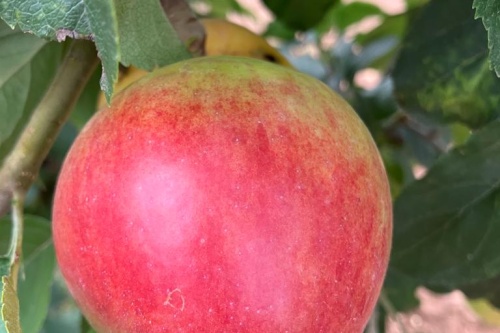 Retina – Herbstapfel