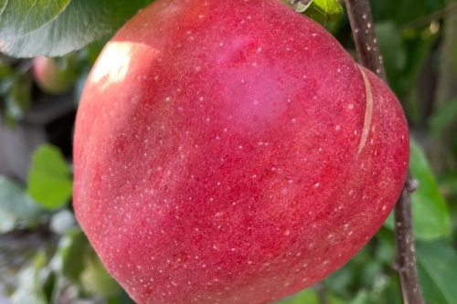 Roter Boskoop – Winterapfel