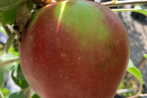 Summerred – Sommerapfel
