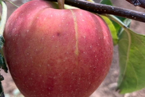 Arlet – Winterapfel