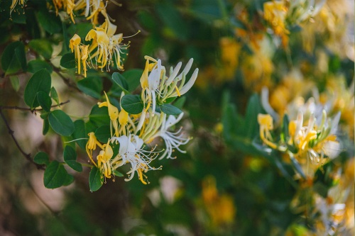 Geißblatt - gelb / Lonicera Caprifolia