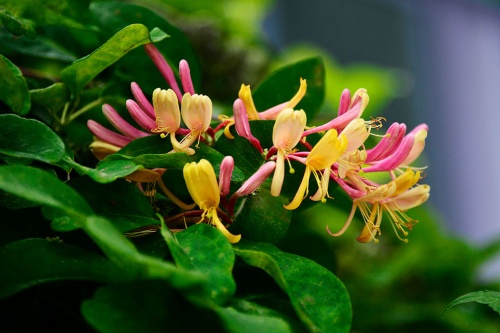 Geißblatt / Lonicera Heckrotti - gelb-orange