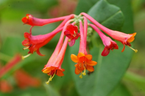 Geißblatt rot / Lonicera Dropmore Scarlet