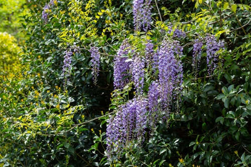 Glycine – blau / Wisteria Sinensis