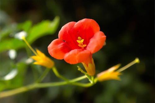 Jasmintrompete rot / Campsis Rad. Madame Galen