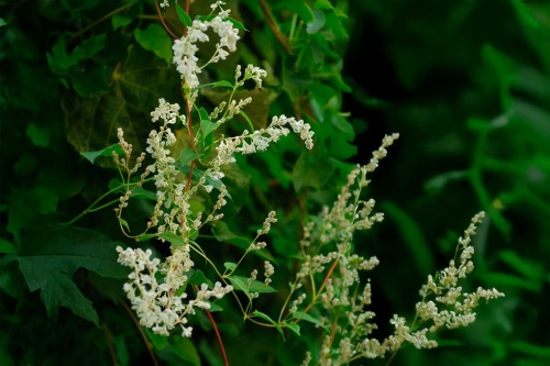 Knöterich – weiß / Polygonum Aubertii