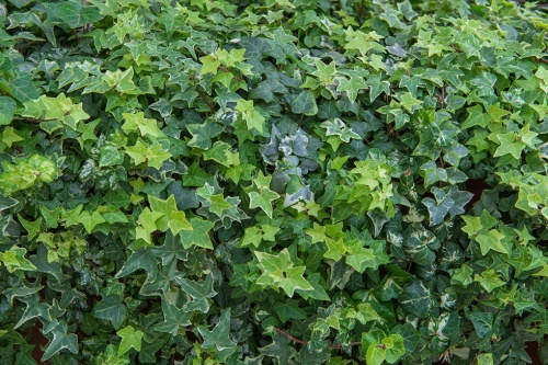 Mauerkatze / Parthenocissus Veitchii