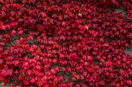 Wilder Wein / Parthenocissus Quinquifolia